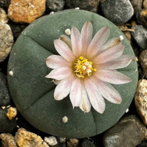 buy lophophora williamsii seeds, buy peyote seeds, buy peyote cactus seeds, buy peyote cactus, buy lophophora williamsii plant, buy lophophora williamsii, lophophora williamsii for sale