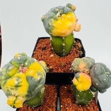 lophophora williamsii Caespitosa Variegata, Lophophora Williamsii seeds, Lophophora Williamsii plant, Lophophora Williamsii cactus, peyote cactus, buy peyote online, peyote for sale, lophophora williamsii seeds, lophophora williamsii plants, peyote cactus seeds, peyote cactus, Lophophora williamsii Mazapil Zacatecas, Lophophora Williamsii Jourdaniana