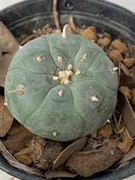 Lophophora Williamsii Texas Rio Grande City,lophophora williamsii Caespitosa Variegata, Lophophora Williamsii seeds, Lophophora Williamsii plant, Lophophora Williamsii cactus, peyote cactus, buy peyote online, peyote for sale, lophophora williamsii seeds, lophophora williamsii plants, peyote cactus seeds, peyote cactus, Lophophora williamsii Mazapil Zacatecas, Lophophora Williamsii Jourdaniana