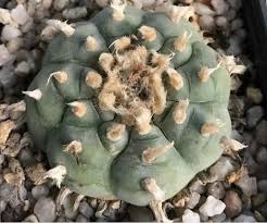 Lophophora Williamsii seeds, Lophophora Williamsii plant, Lophophora Williamsii cactus, peyote cactus, buy peyote online, peyote for sale, lophophora williamsii seeds, lophophora williamsii plants, peyote cactus seeds, peyote cactus, Lophophora williamsii Mazapil Zacatecas