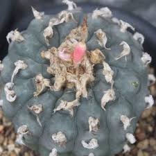 lophophora williamsii Caespitosa Variegata, Lophophora Williamsii seeds, Lophophora Williamsii plant, Lophophora Williamsii cactus, peyote cactus, buy peyote online, peyote for sale, lophophora williamsii seeds, lophophora williamsii plants, peyote cactus seeds, peyote cactus, Lophophora williamsii Mazapil Zacatecas, Lophophora Williamsii Jourdaniana