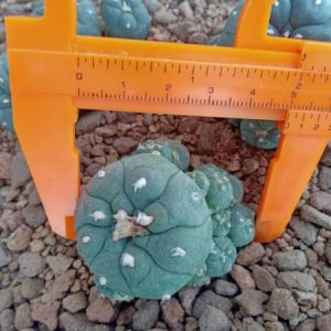 Lophophora Williamsii seeds, Lophophora Williamsii plant, Lophophora Williamsii cactus, peyote cactus, buy peyote online, peyote for sale, lophophora williamsii seeds, lophophora williamsii plants, peyote cactus seeds, peyote cactus, Lophophora williamsii Mazapil Zacatecas, Lophophora Williamsii Jourdaniana