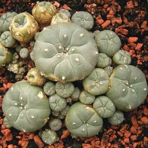 Lophophora Williamsii Jourdaniana Seeds, Lophophora Williamsii Jourdaniana, Lophophora Williamsii, Lophophora Williamsii Jourdaniana Seeds, Lophophora Williamsii Jourdaniana, Lophophora Williamsii, peyote seeds for sale, peyote cactus seeds for sale, peyote for sale, peyote cactus for sale, peyote plants for sale,