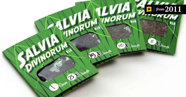 salvia divinorum for sale, buy salvia online, buy salvia divinorum, buy salvia online now, buy salvia divinorum near me, salvia divinorum for sale, salvia divinorum plants for sale, salvia divinorum plant for sale near me, best salvia divinorum plants